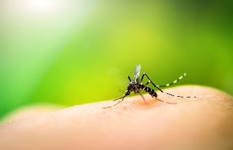 Mosquito on a hand.