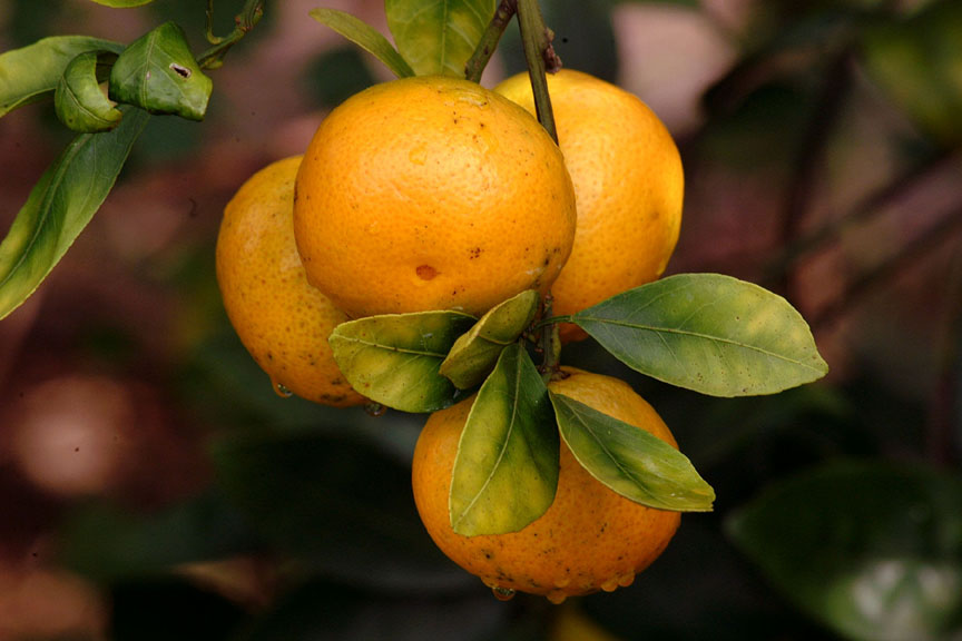 Roots, Shoots, Fruits & Flowers: No Oranges, Soil Testing, Mystery Shrub & Dry Citrus