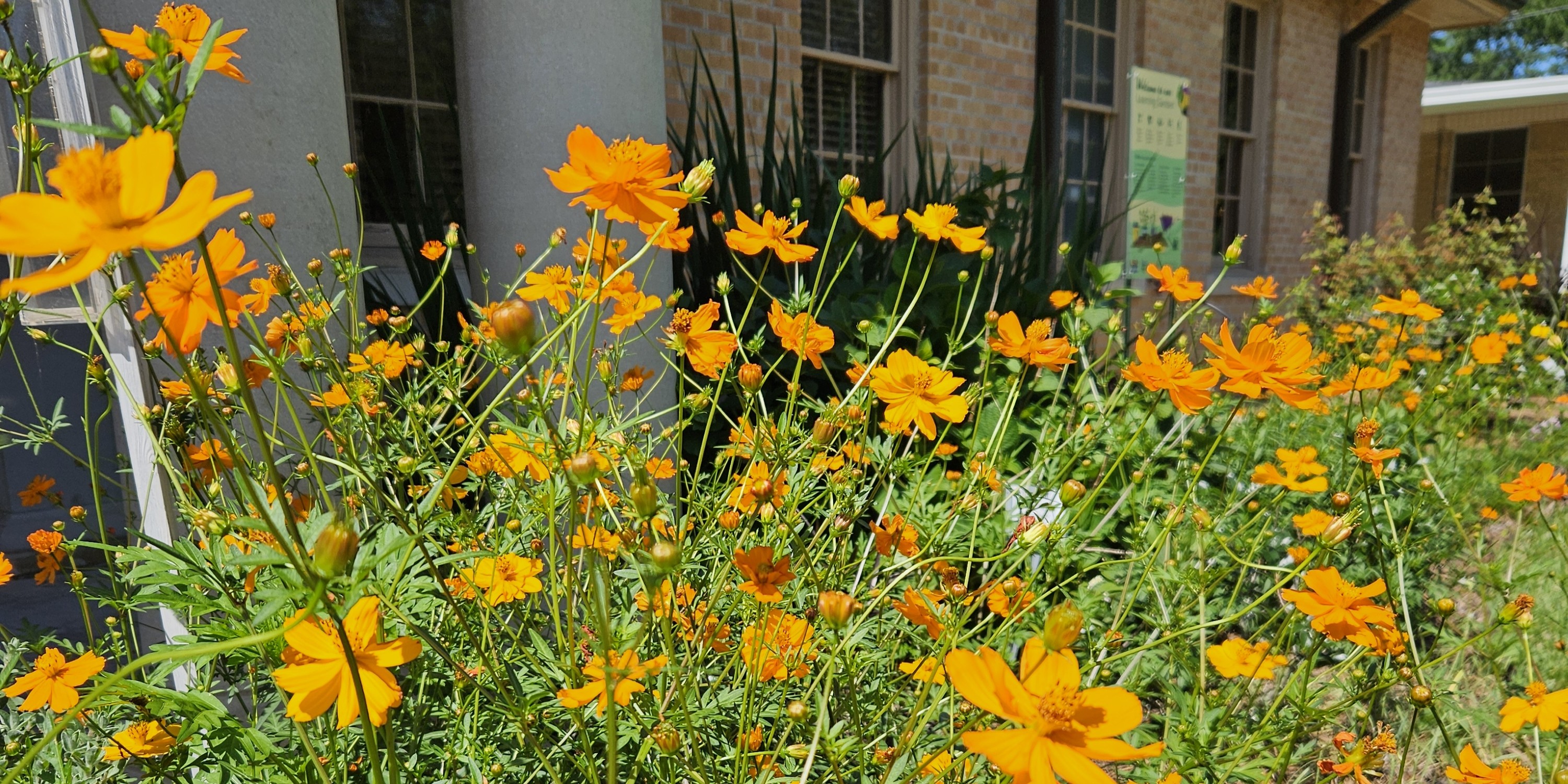 Cosmos Provides a Splash of Color