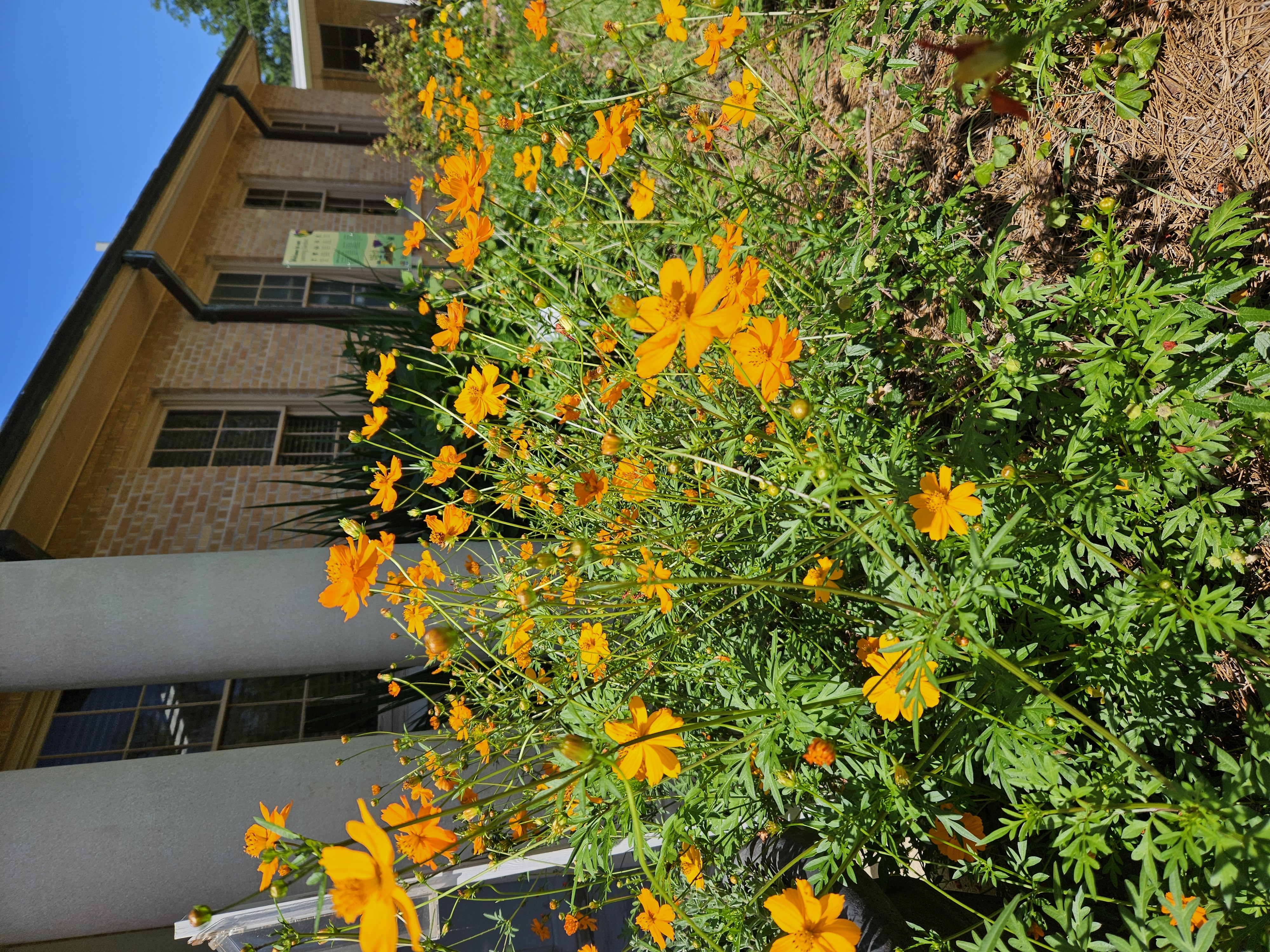 yellow to orange flowers in front of a building