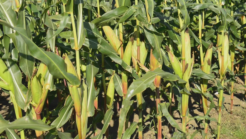 Corn