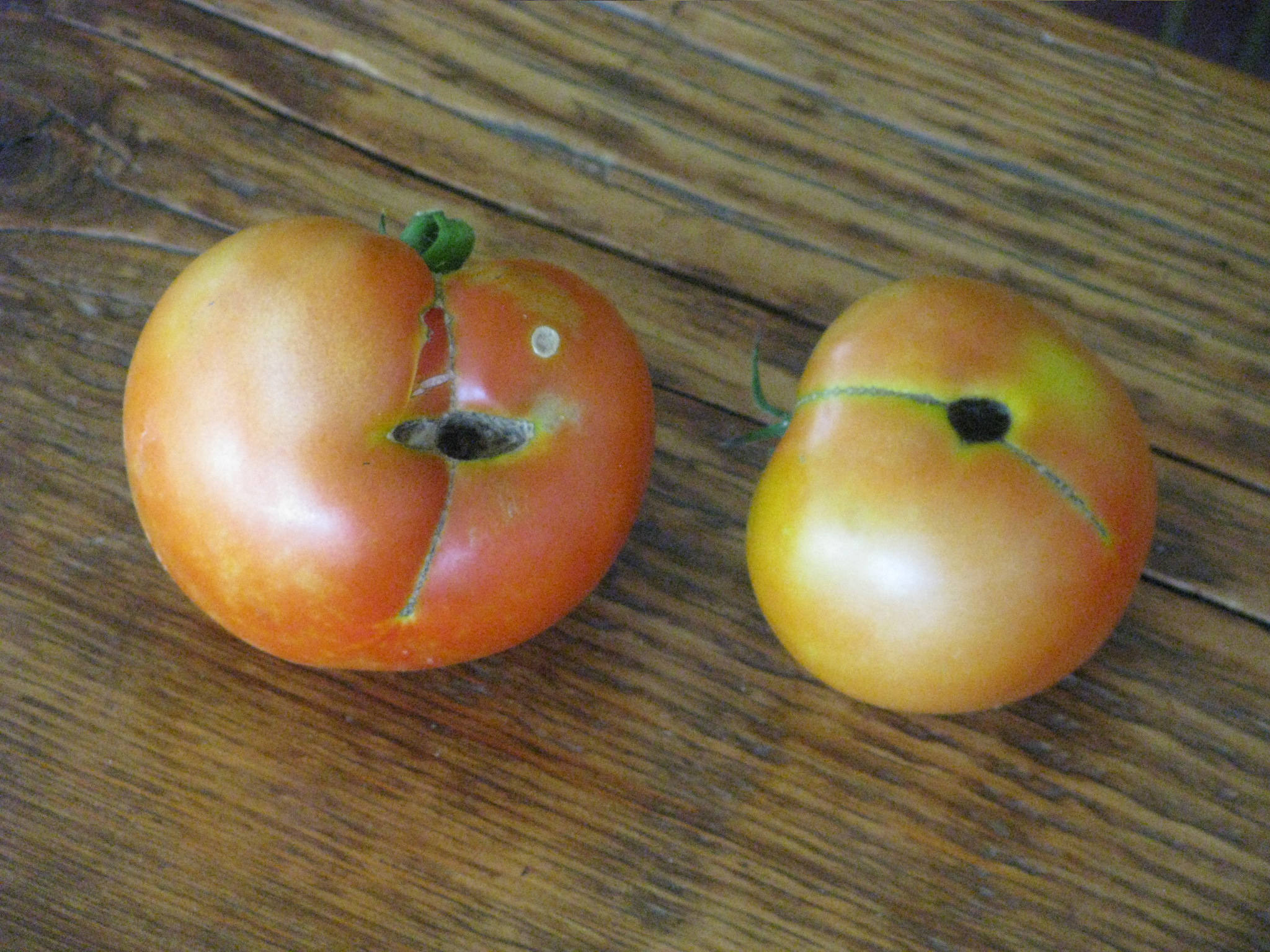Celebrity Tomatoes
