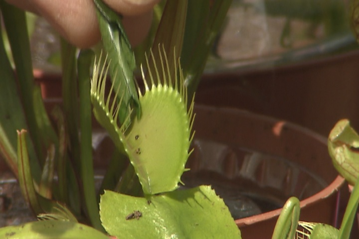 Amazing carnivorous plants