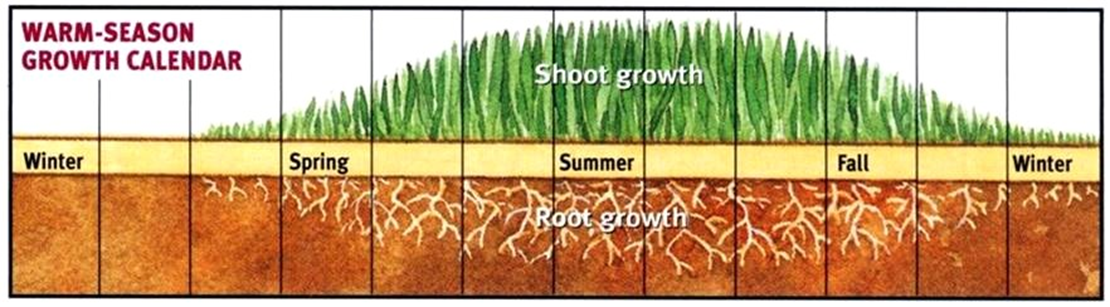 Warm Season Grass Growth Chart