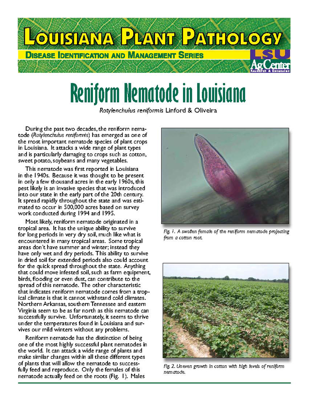 Louisiana Plant Pathology:  Reniform Nematode
