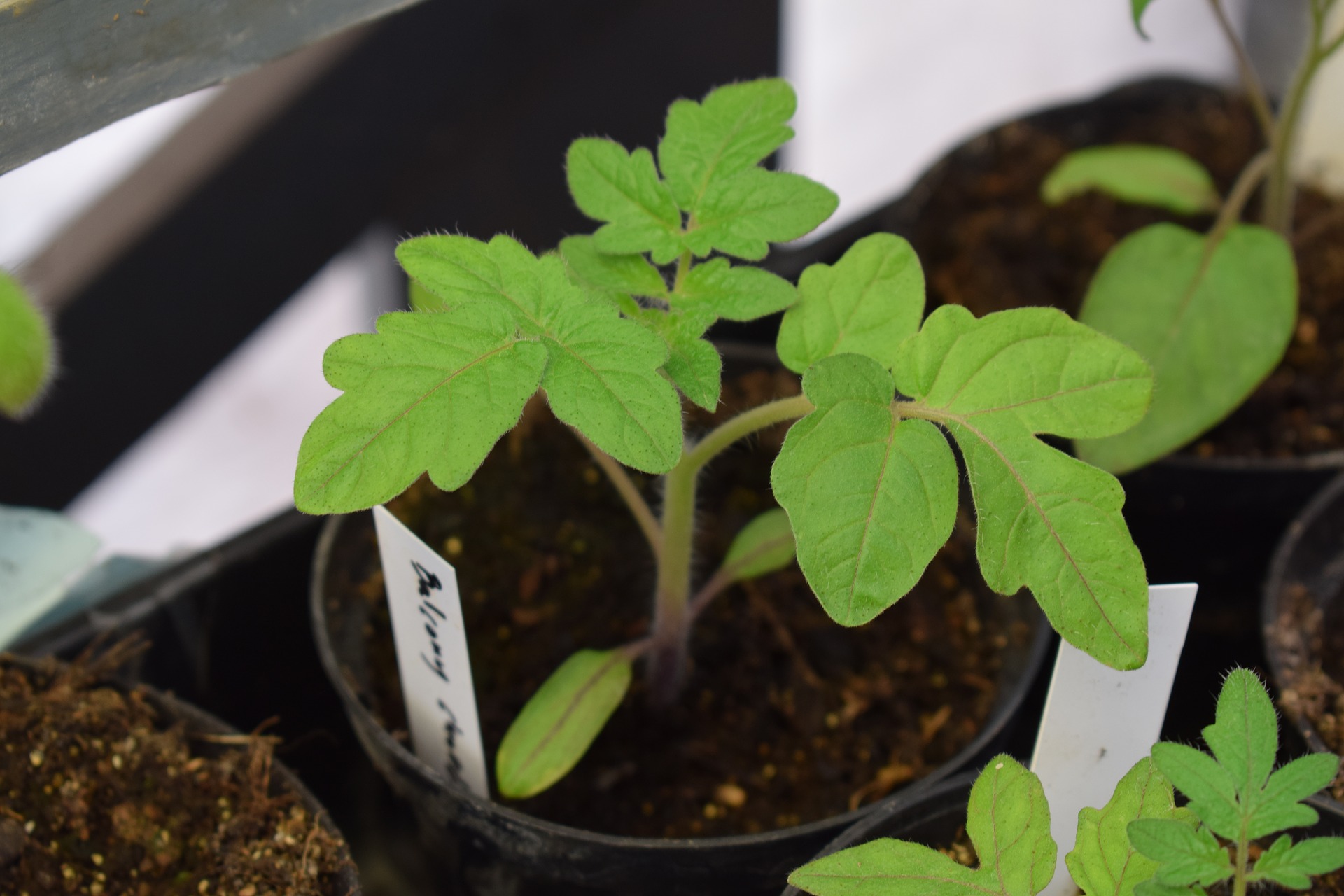 Preparing Your Spring Vegetable Garden
