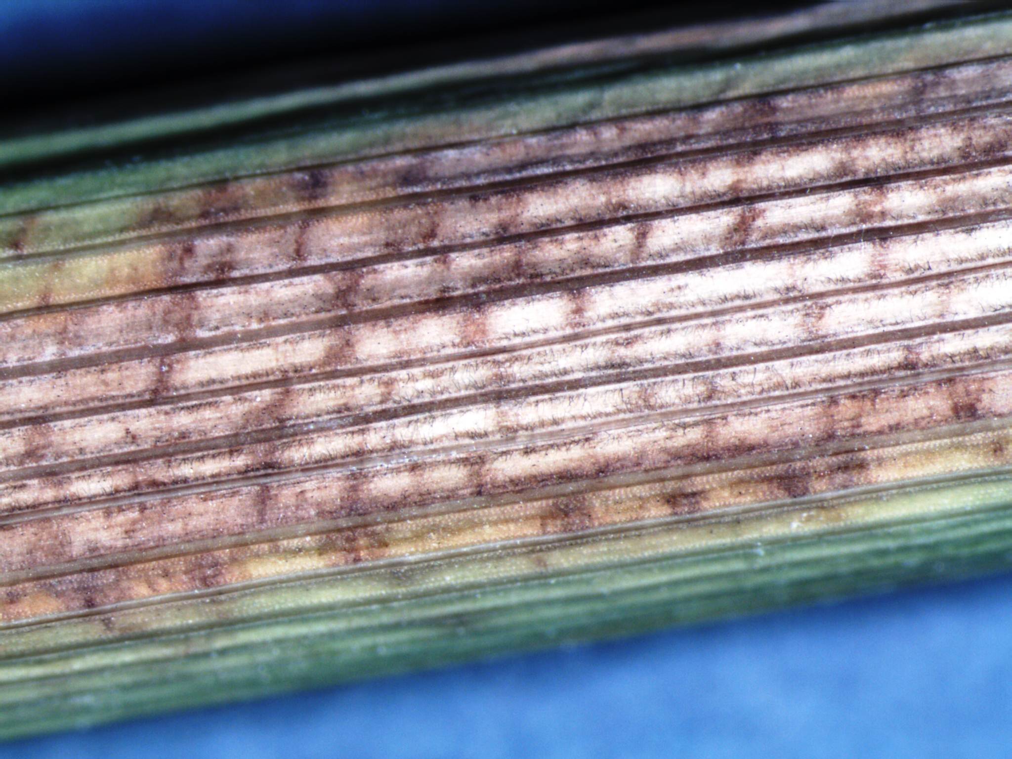 Cercospora Net Blotch