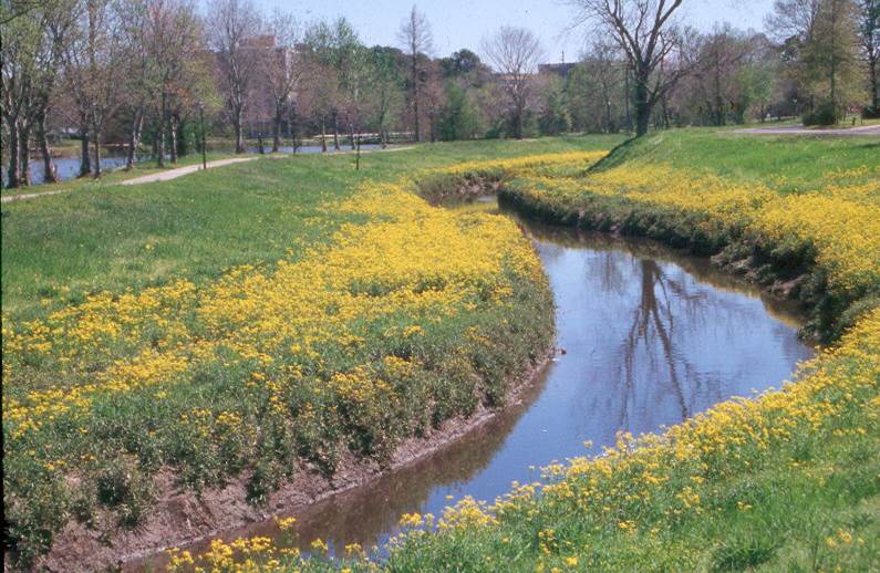 Wildflowers are a spring delight