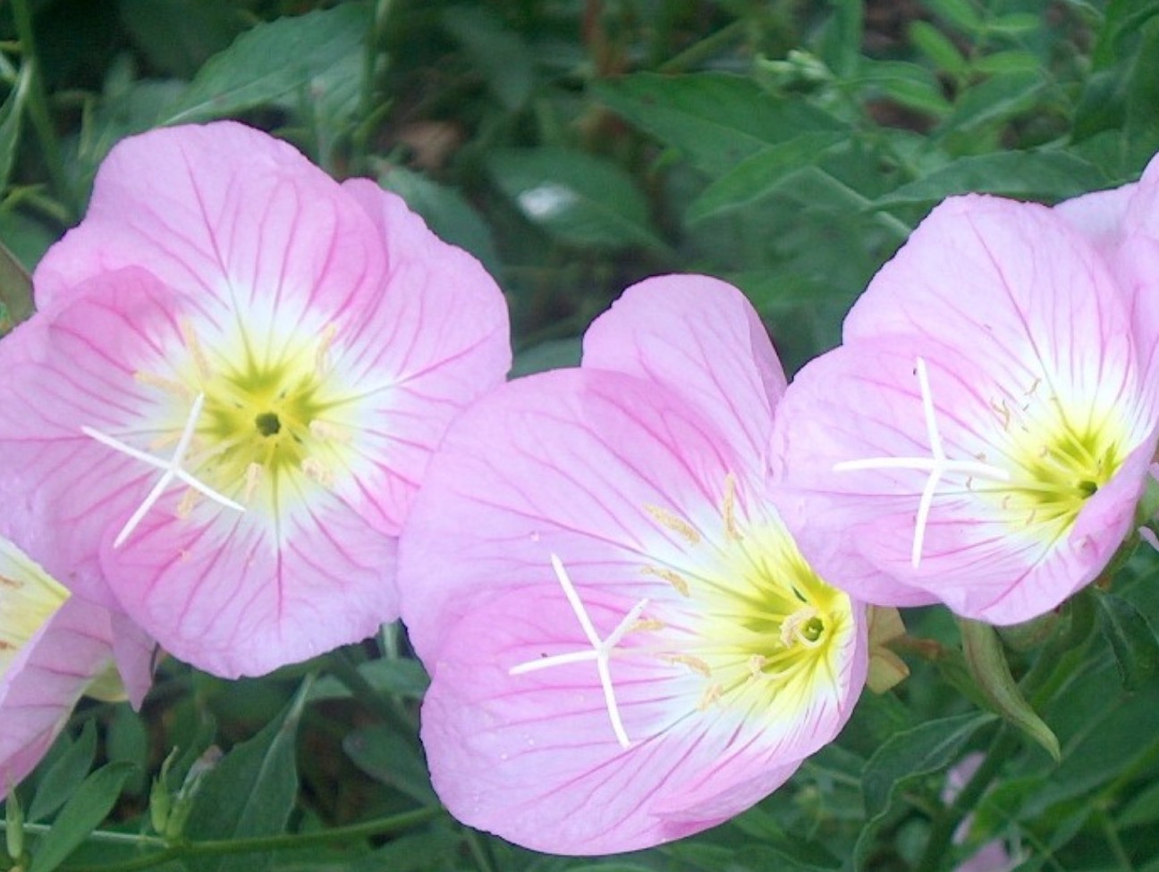 Mexican primrose