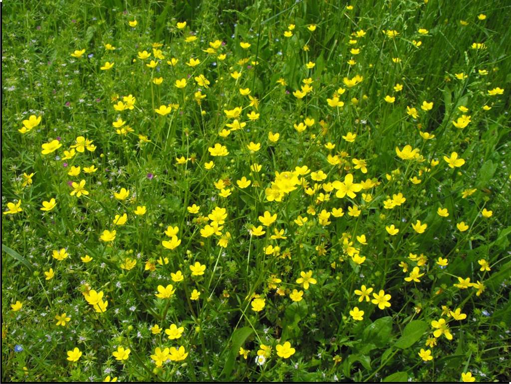 hairy buttercup
