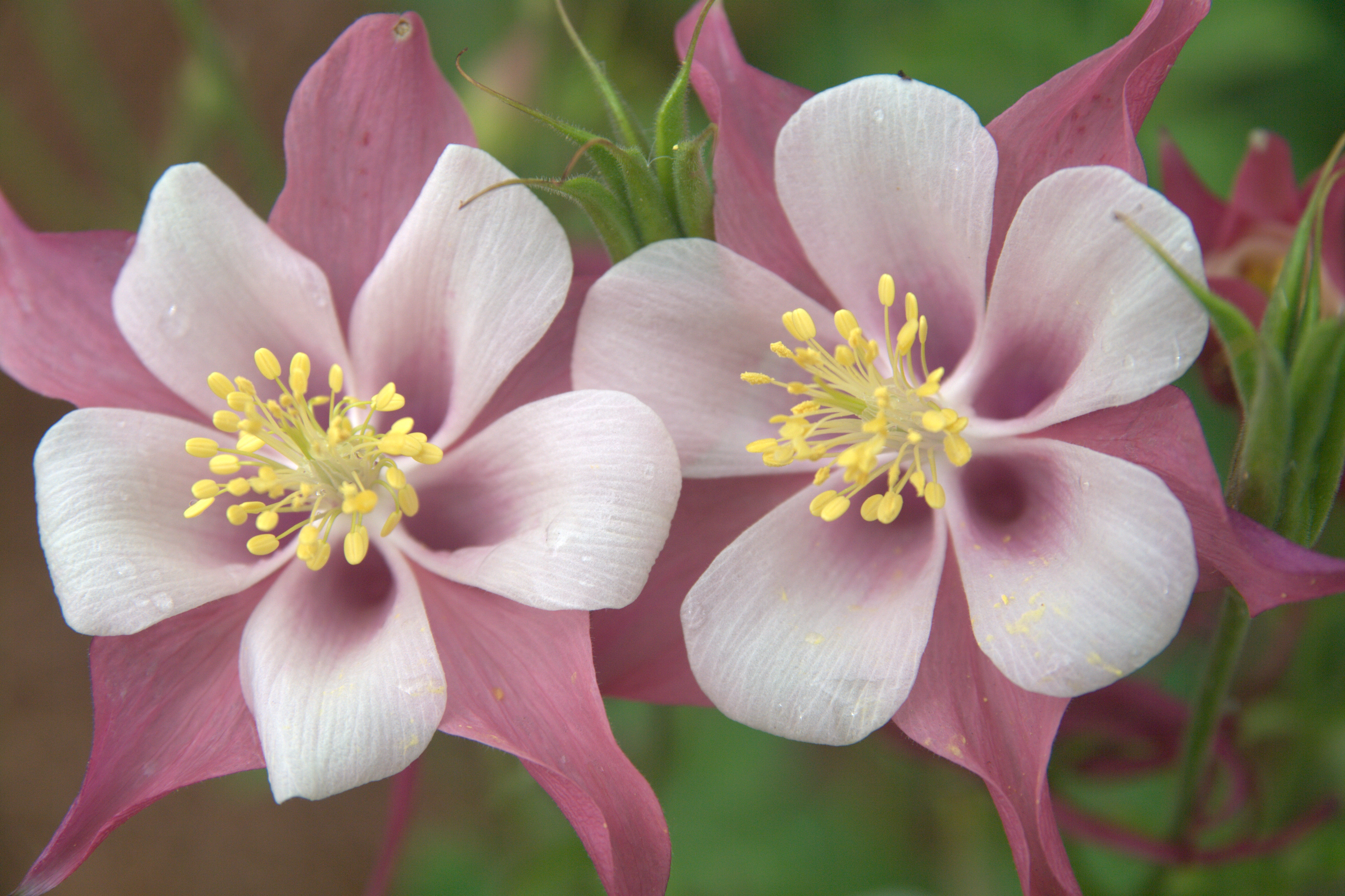 Swan Columbine flower