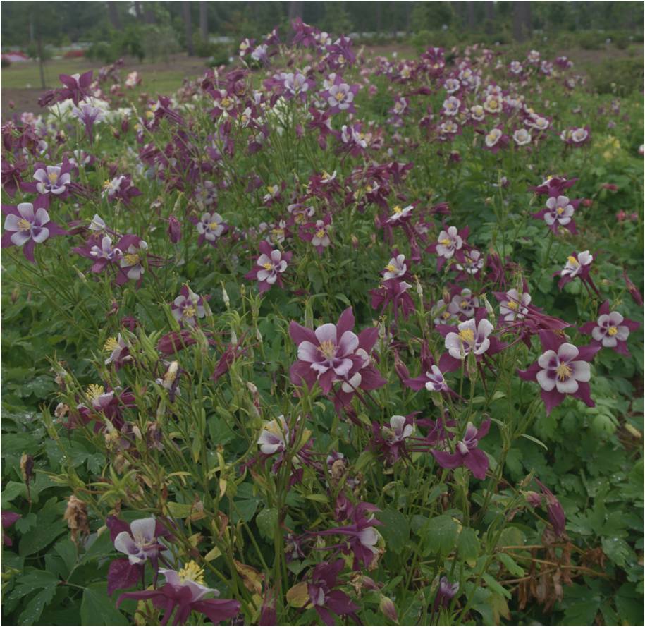 Field of columbine