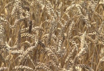 Louisiana farmers harvesting small but successful wheat crop