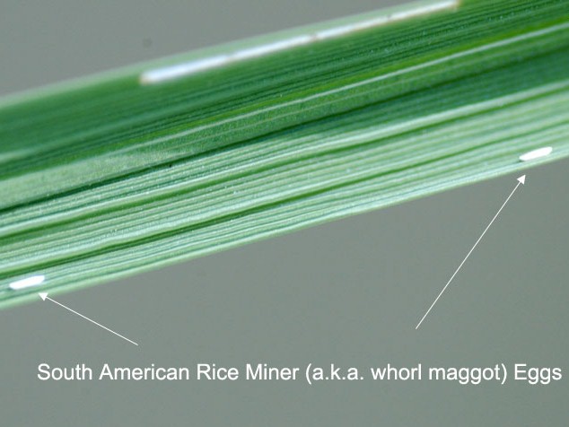 South American Rice Miner Egg