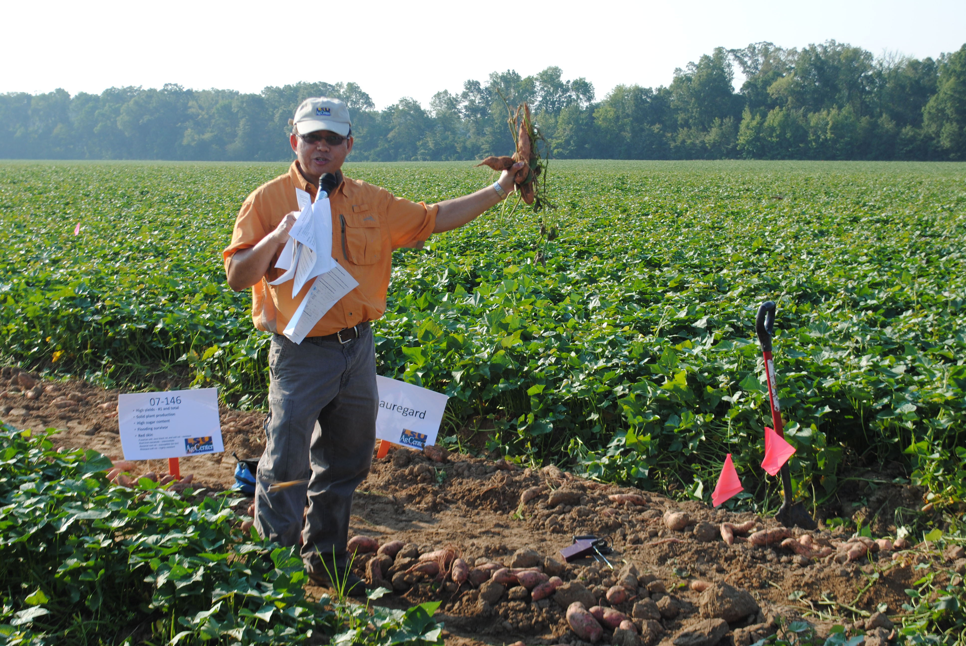 Sweet potato growers learn latest at LSU AgCenter field day