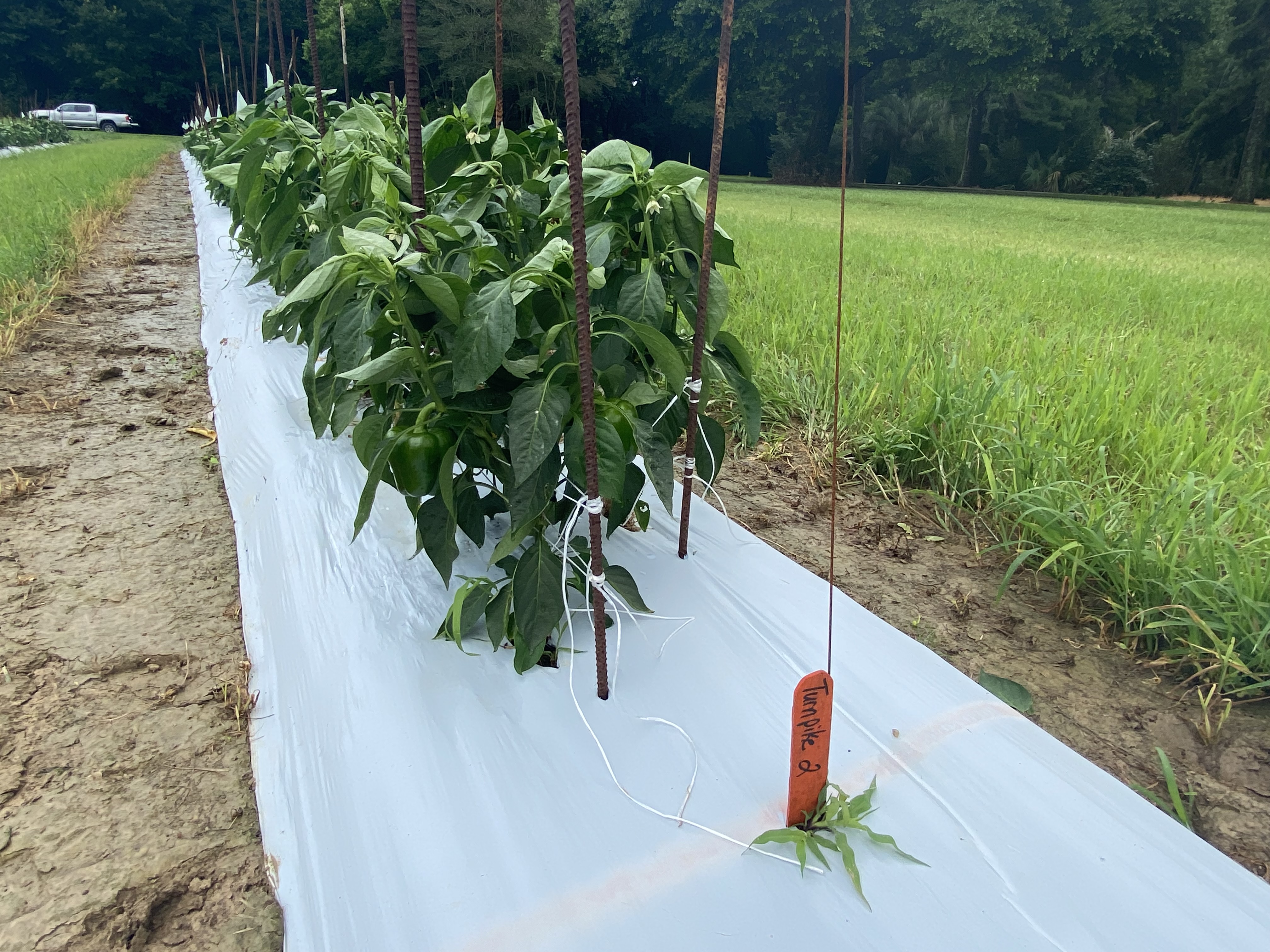 LSU AgCenter Spring 2020 & 2021 Bell Pepper Variety Trials