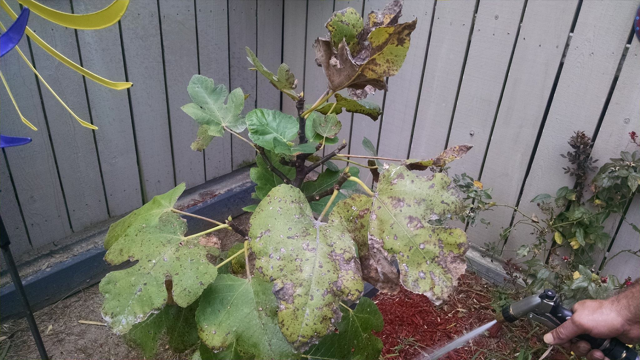 Ailing Fig Tree