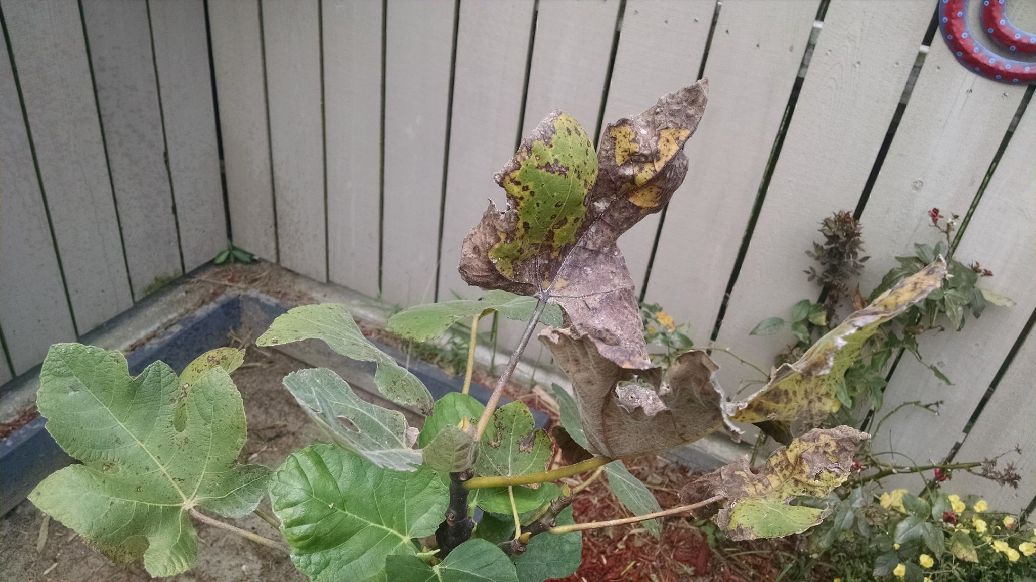 Picture of fig tree with fig rust damage.