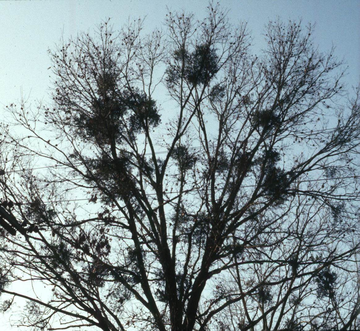 Mistletoe in Trees