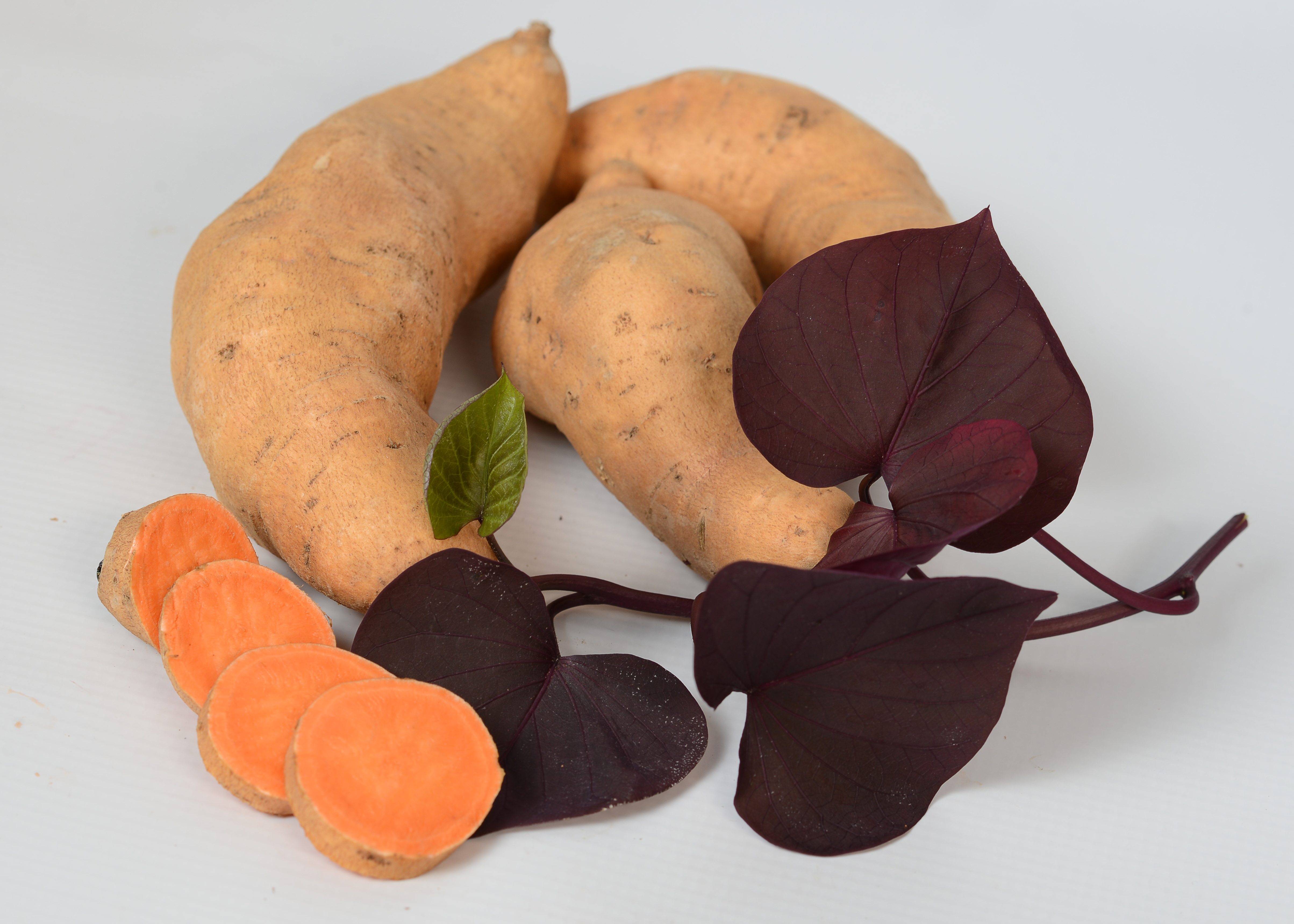 Seeds of Success: Sweet Potato Licensing at the LSU AgCenter