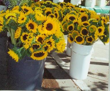 Sunflowers for sale