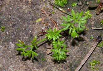 Burweed or sticker weed