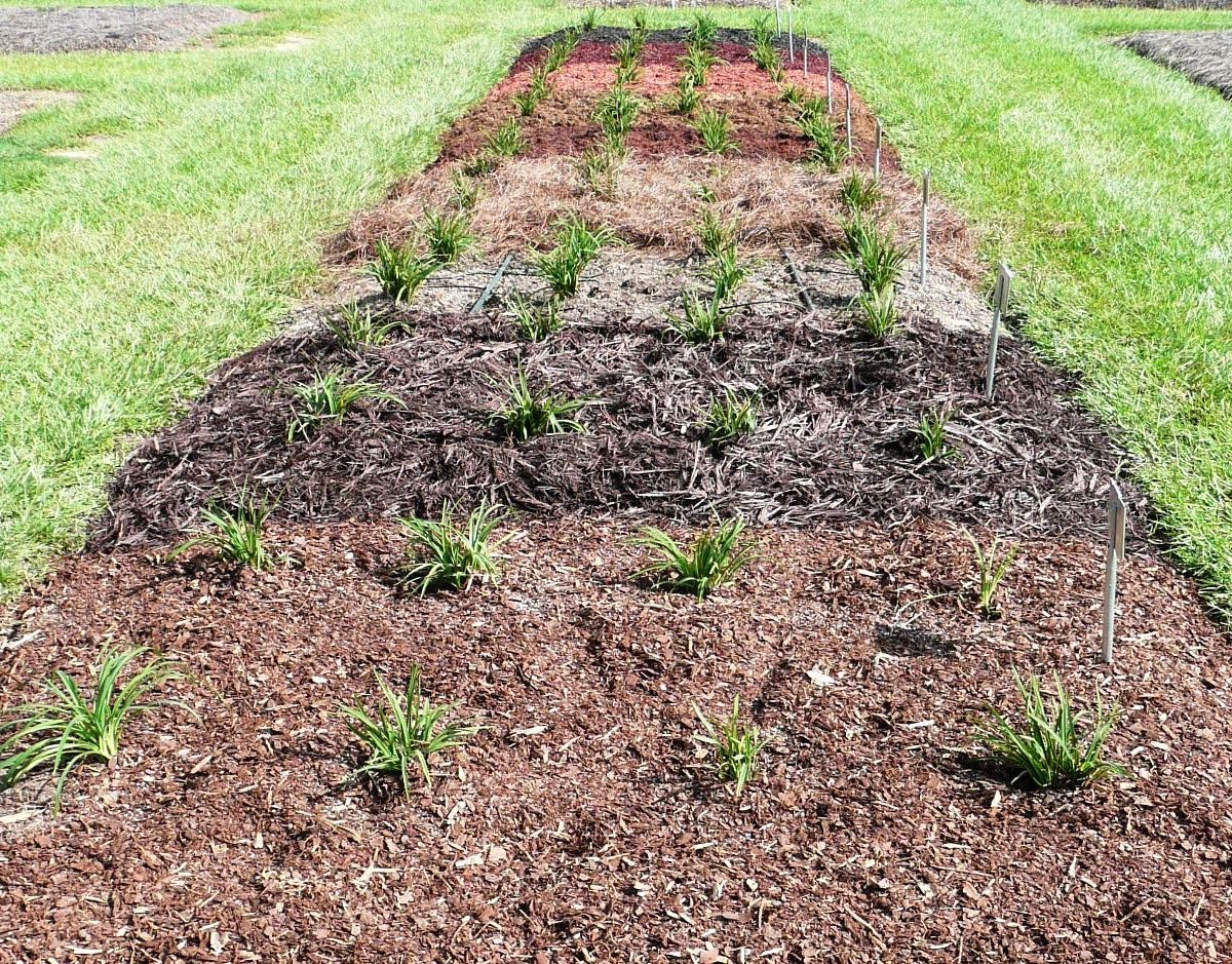 mulch research plots