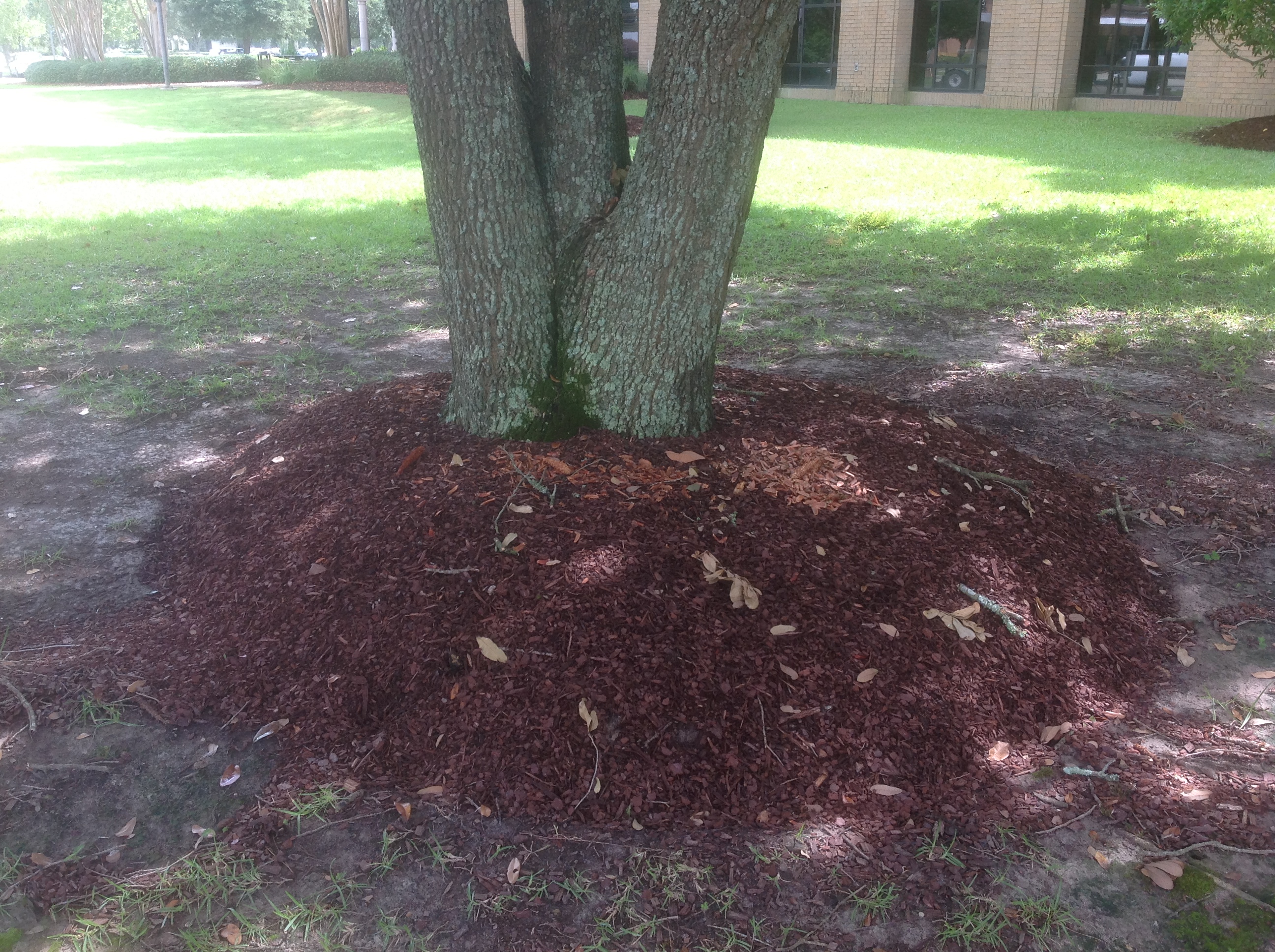 Mulch aids plant, soil health