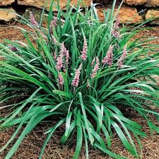 Ground Covers in Your Landscape