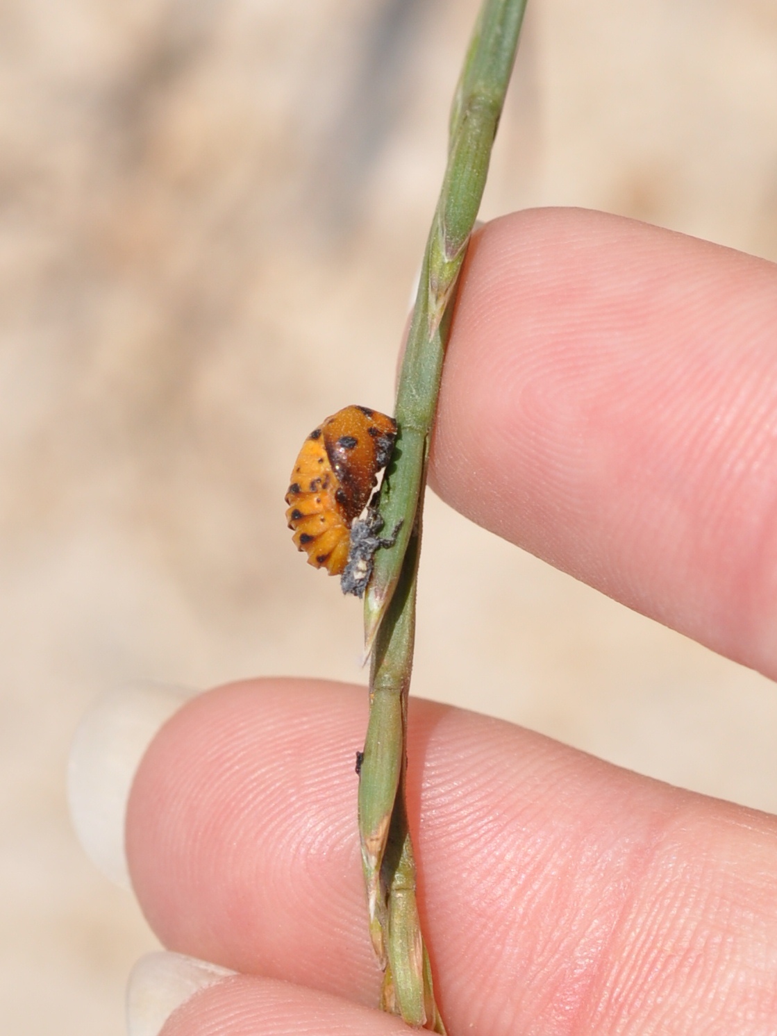 Lady Beetle Pupa