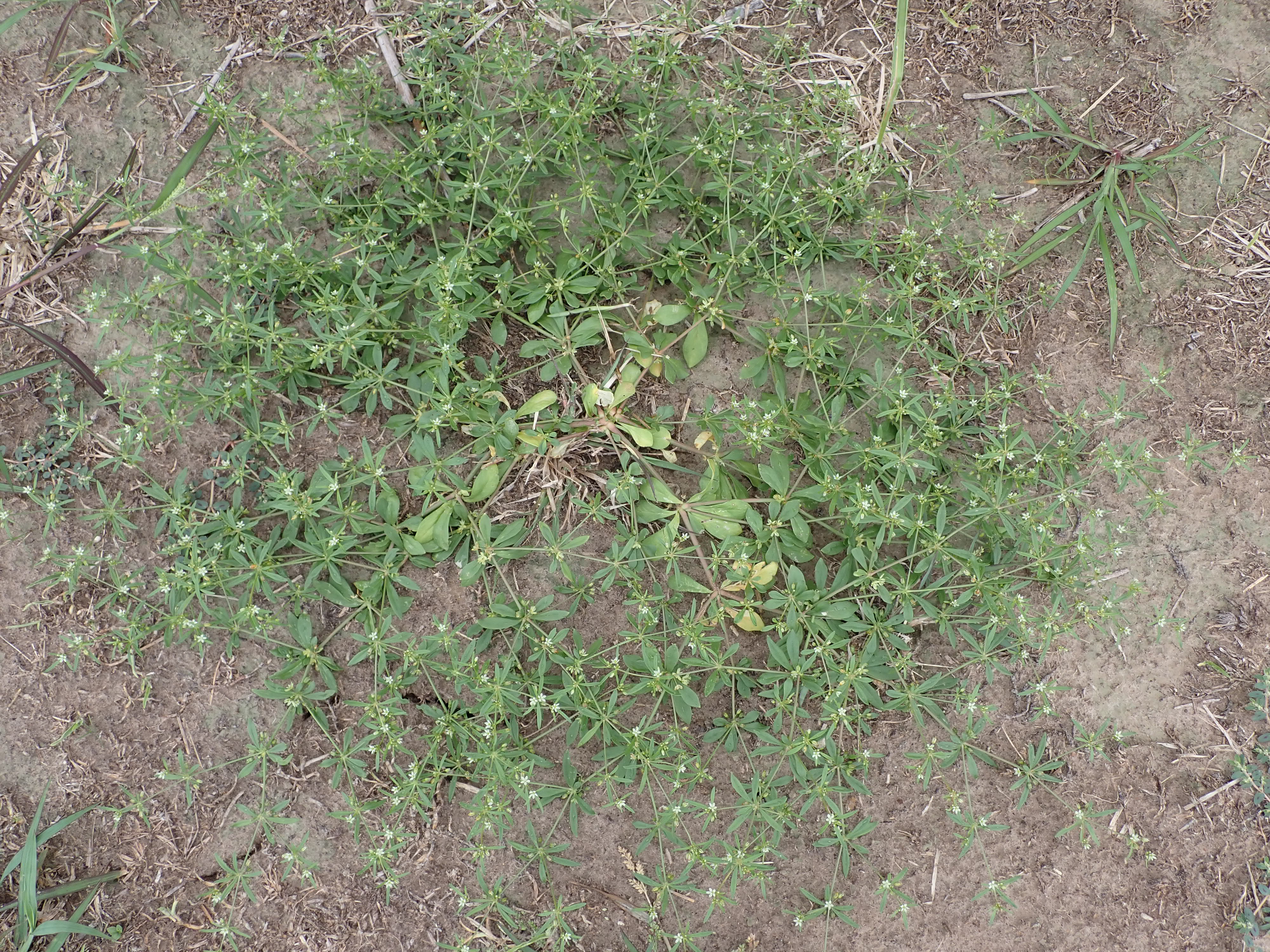 Low-growing mat of prostrate spurge spreading across bare soil, with reddish stems radiating from a central point and small oval green leaves.