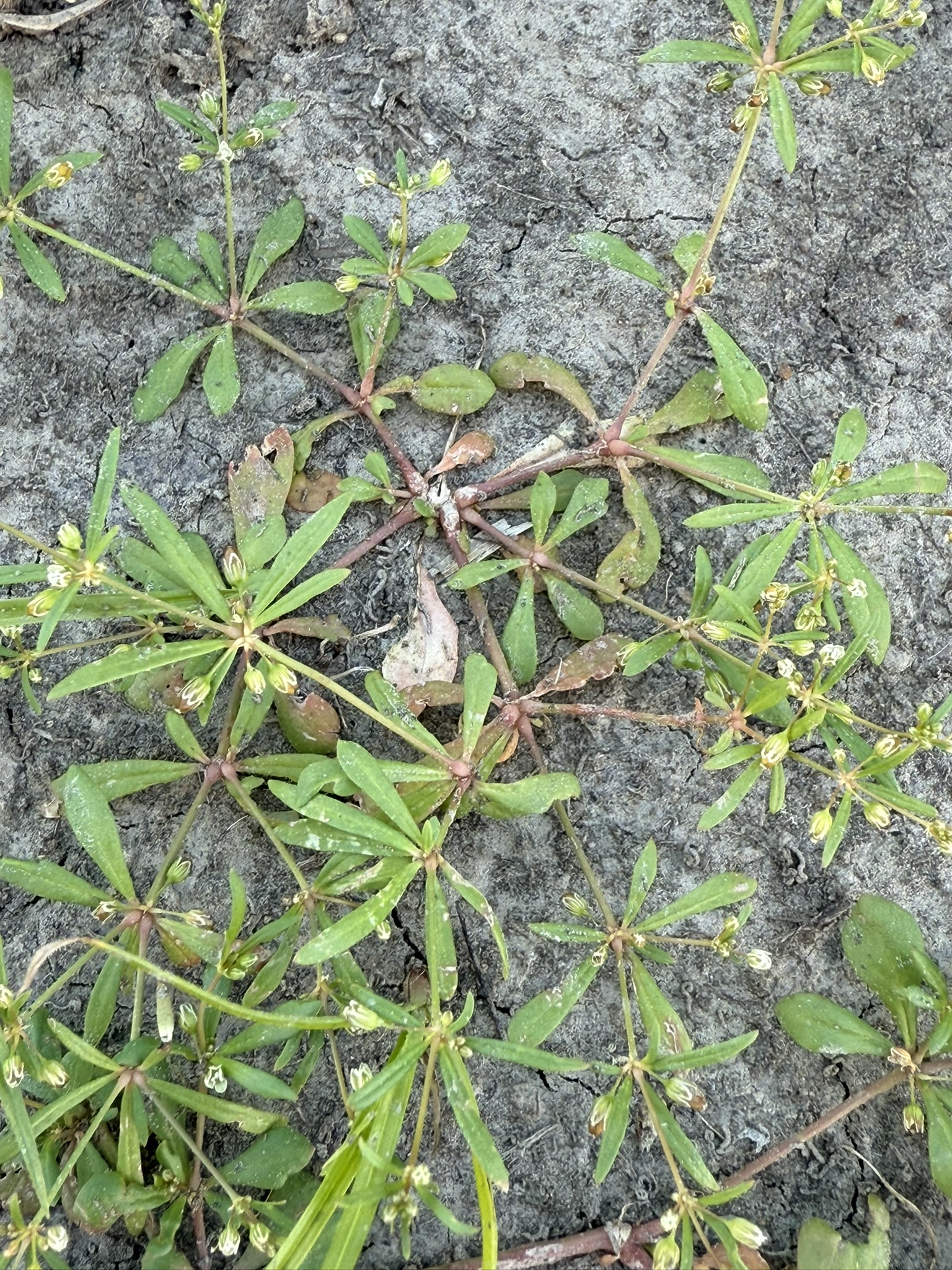 Close-up of a ground-hugging plant with reddish-brown stems, narrow green leaves in whorls, and small yellowish buds growing on a sandy surface.