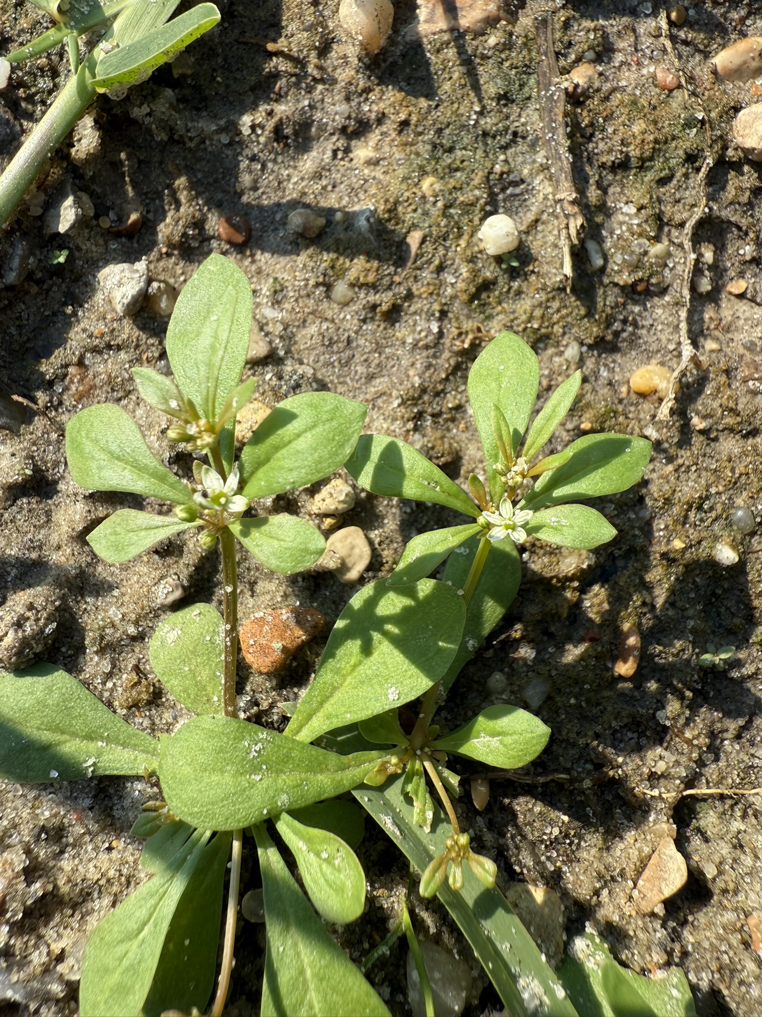 Small green plant with elongated leaves and clusters of tiny white flowers at the top, growing in dry, rocky soil.