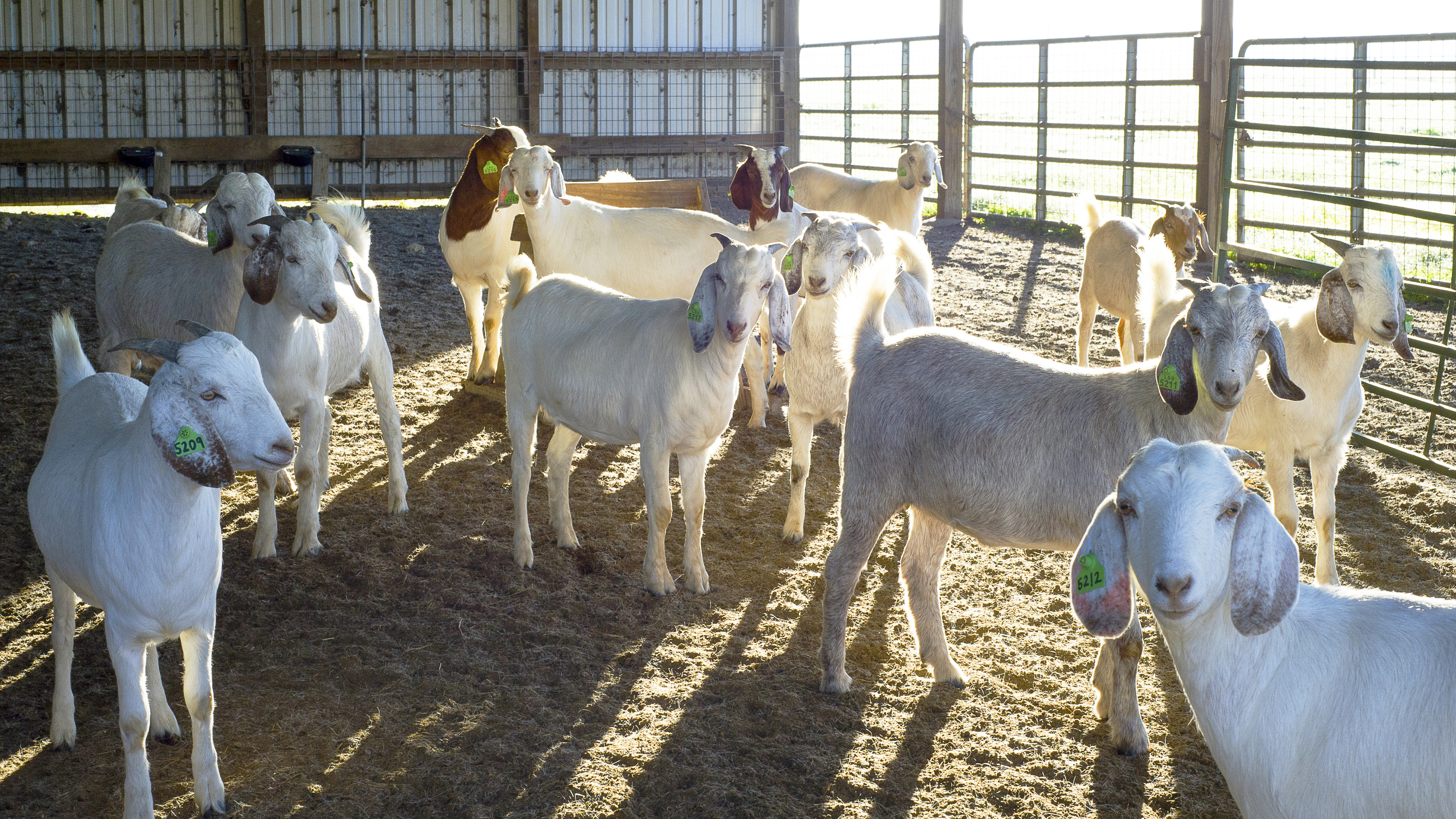 Disease prevention, nutrition topics of sheep, goat field day 