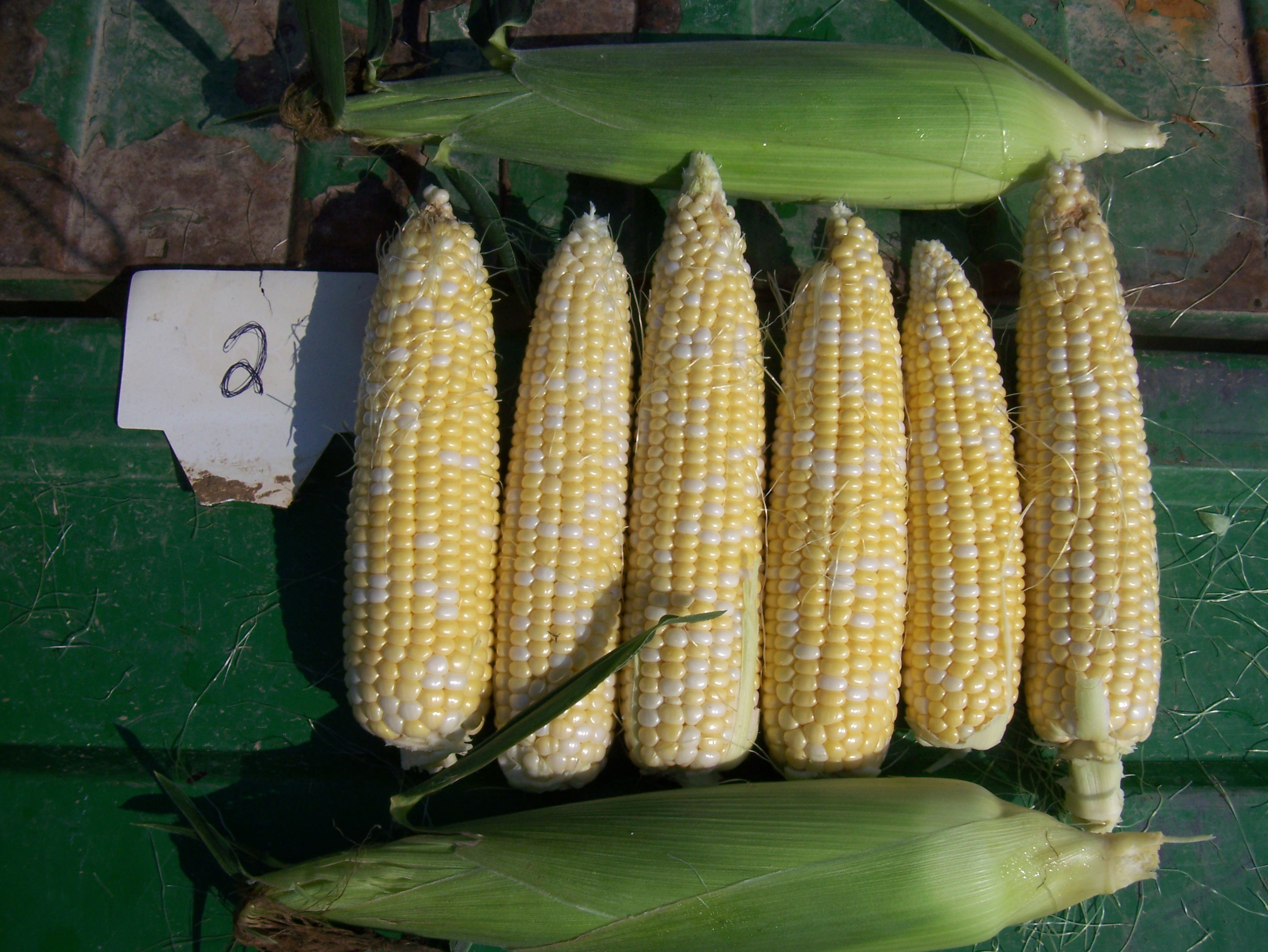 Sweet Corn Plots