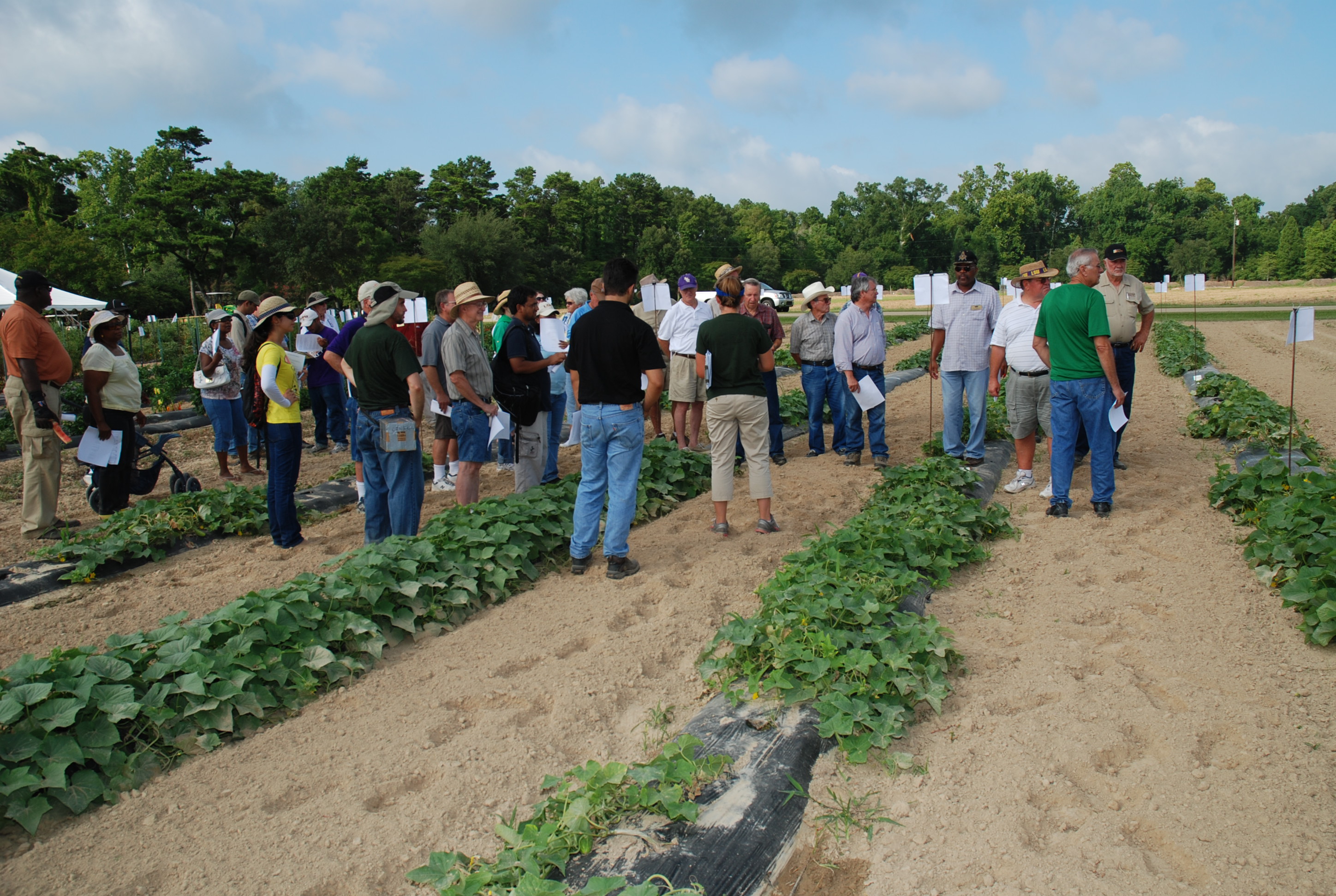 2011 Cucumber Trials
