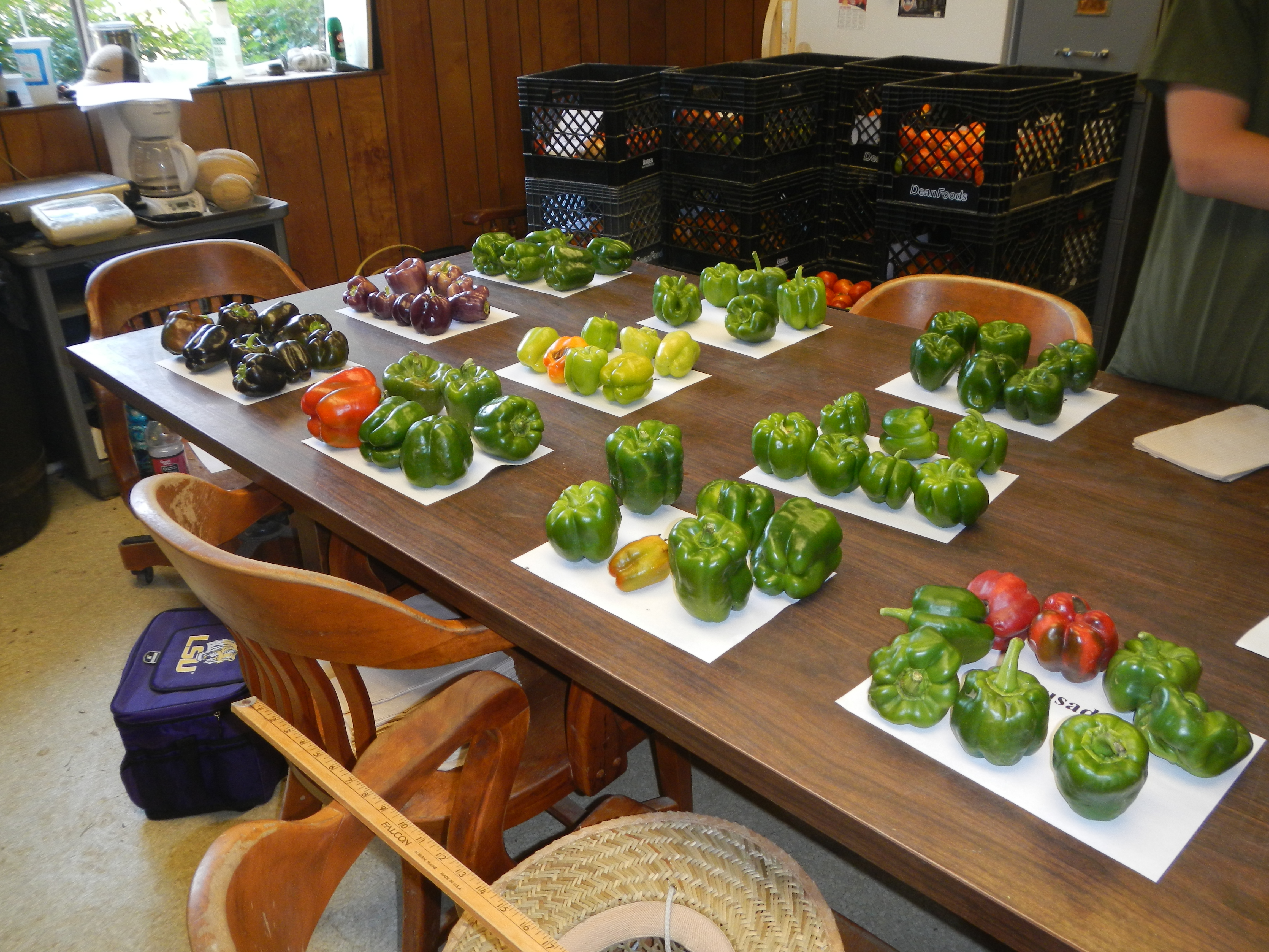 Collecting Data on Bell Peppers