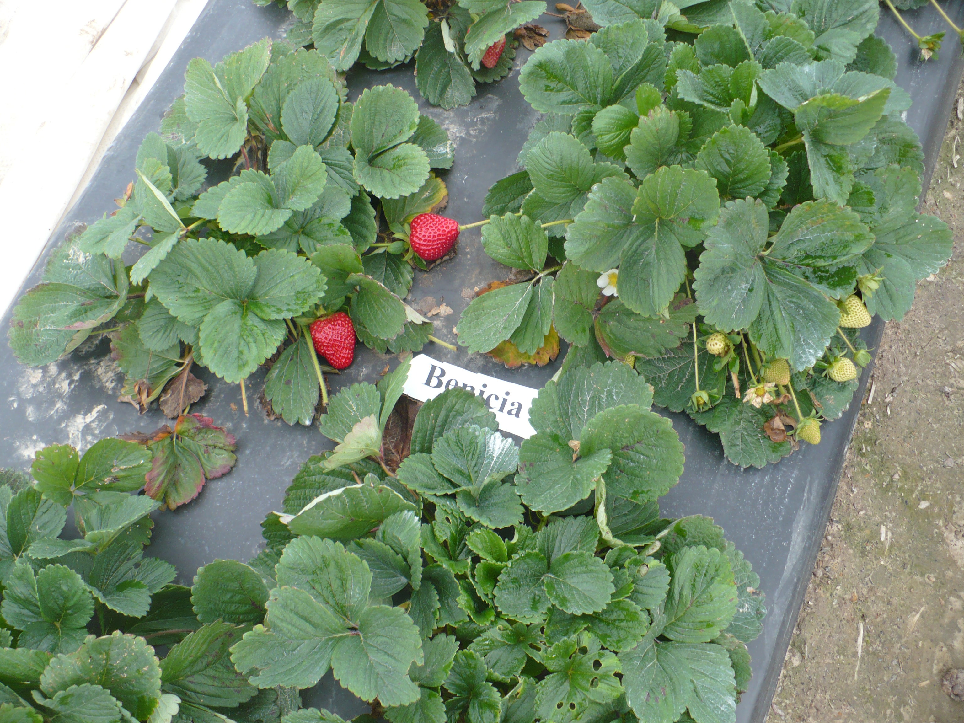 Strawberry Variety Trials