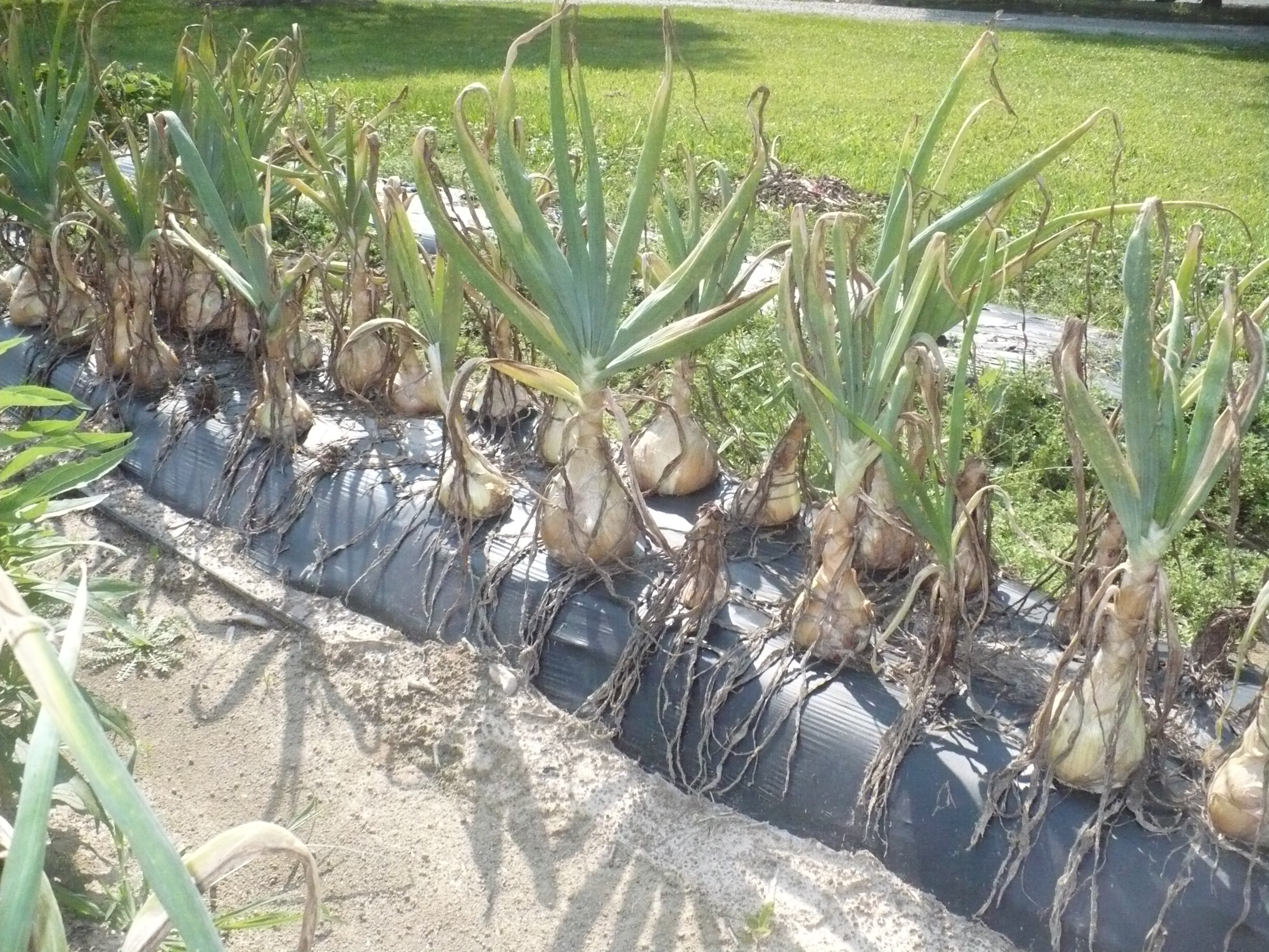 Onion Trials