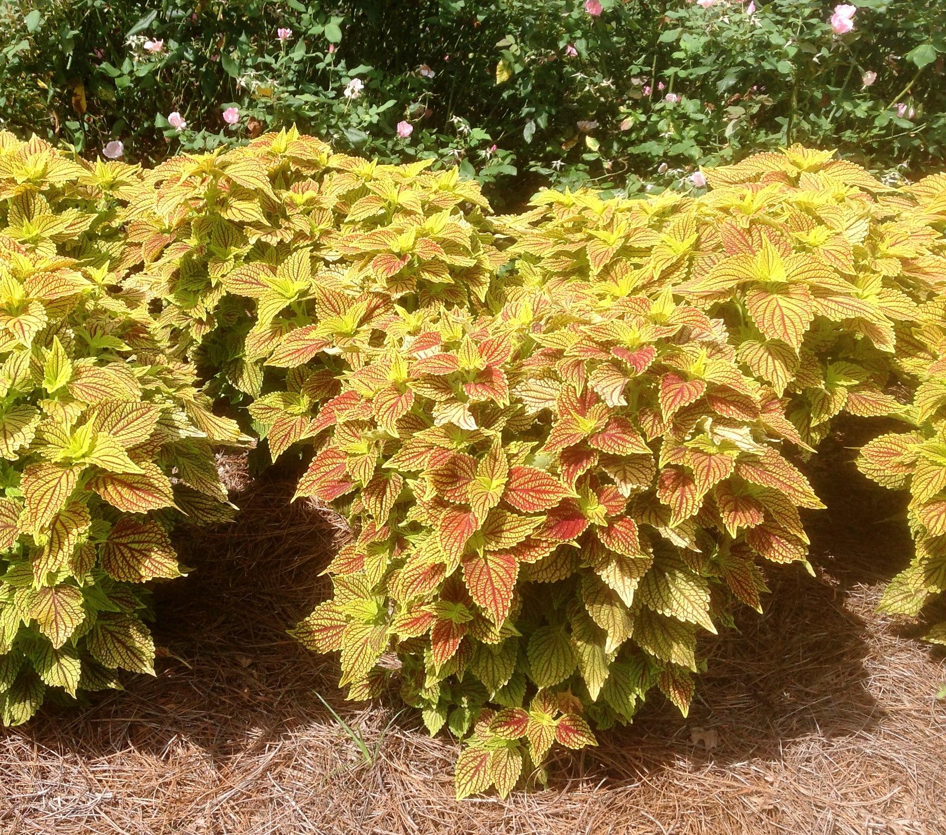 Sun Coleus – Ornamental Plant of the Week for June 1, 2015