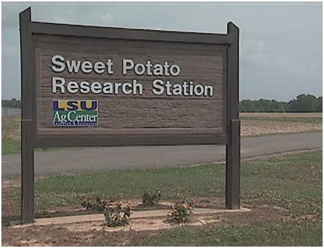 Sweet Potato Research Station Video