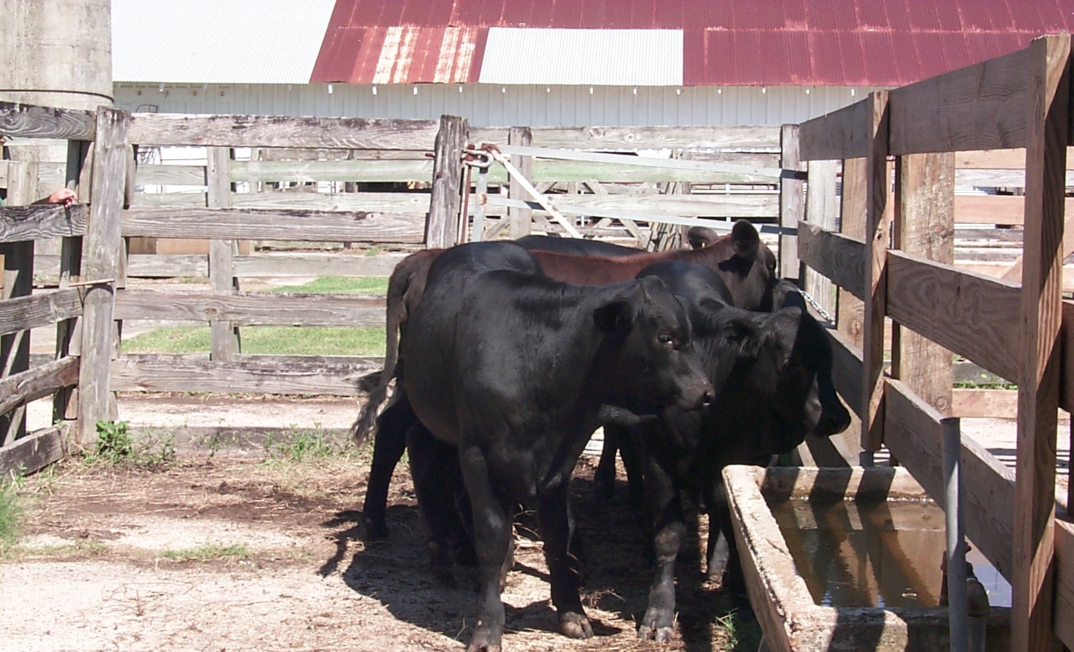 Calf Weaning Can Alter Nutrient Requirements of Cows