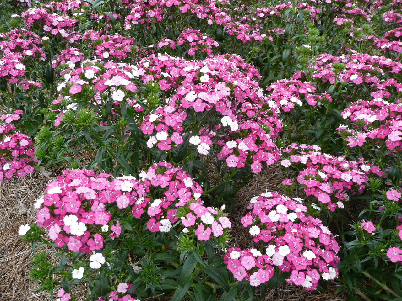 Amazon Dianthus - Louisiana Super Plant Fall 2010