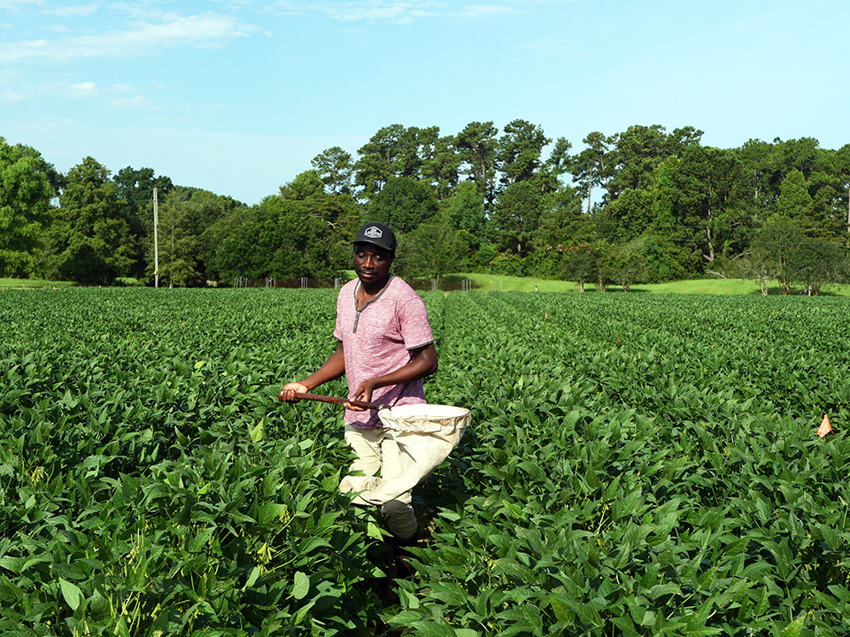 Researchers develop new strategies in fight against soybean insects