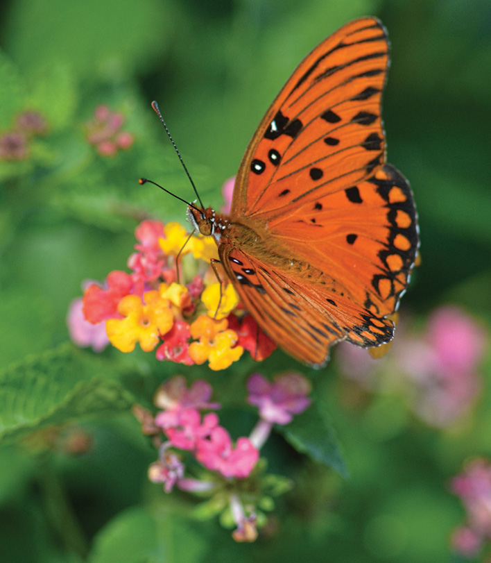 Pollination Celebration event set for Sept. 24 in Hammond