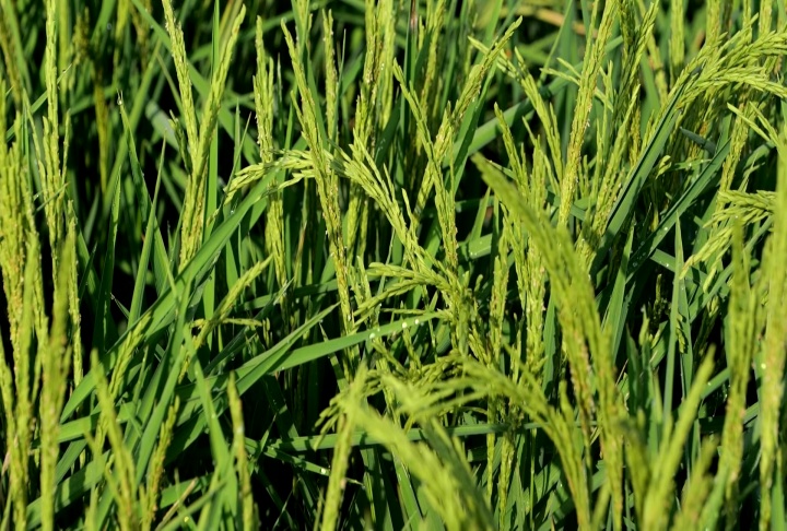 Rice research contributes to having a successful rice crop