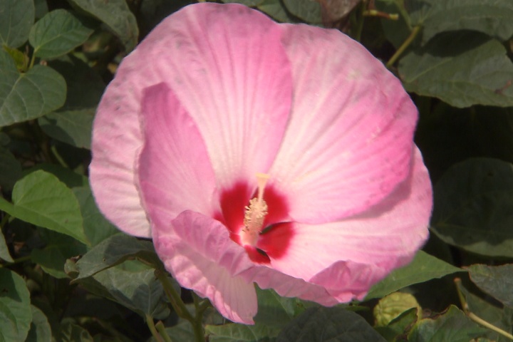How to control mallow sawfly