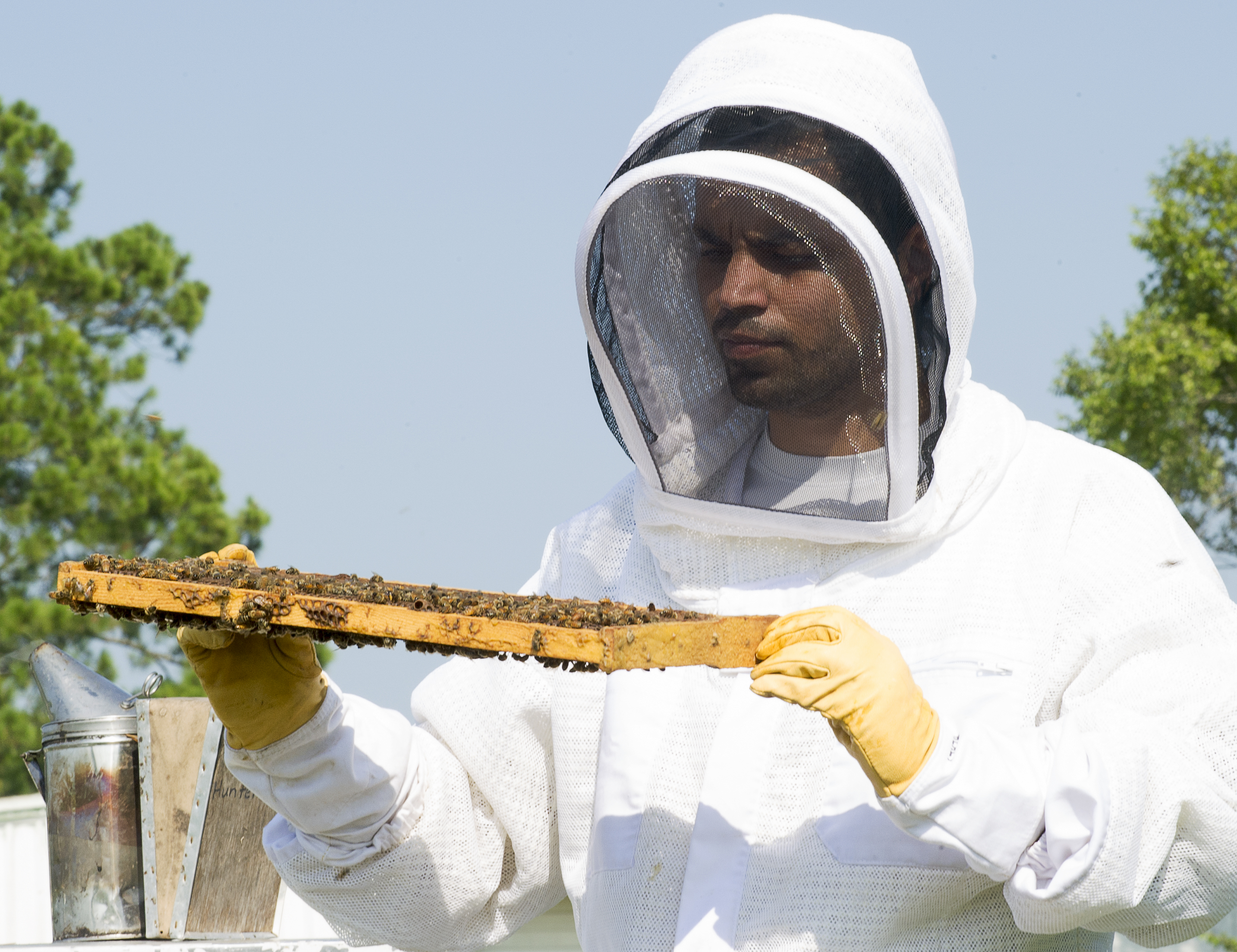 Study shows mosquito pesticides do not cause honeybee mortality