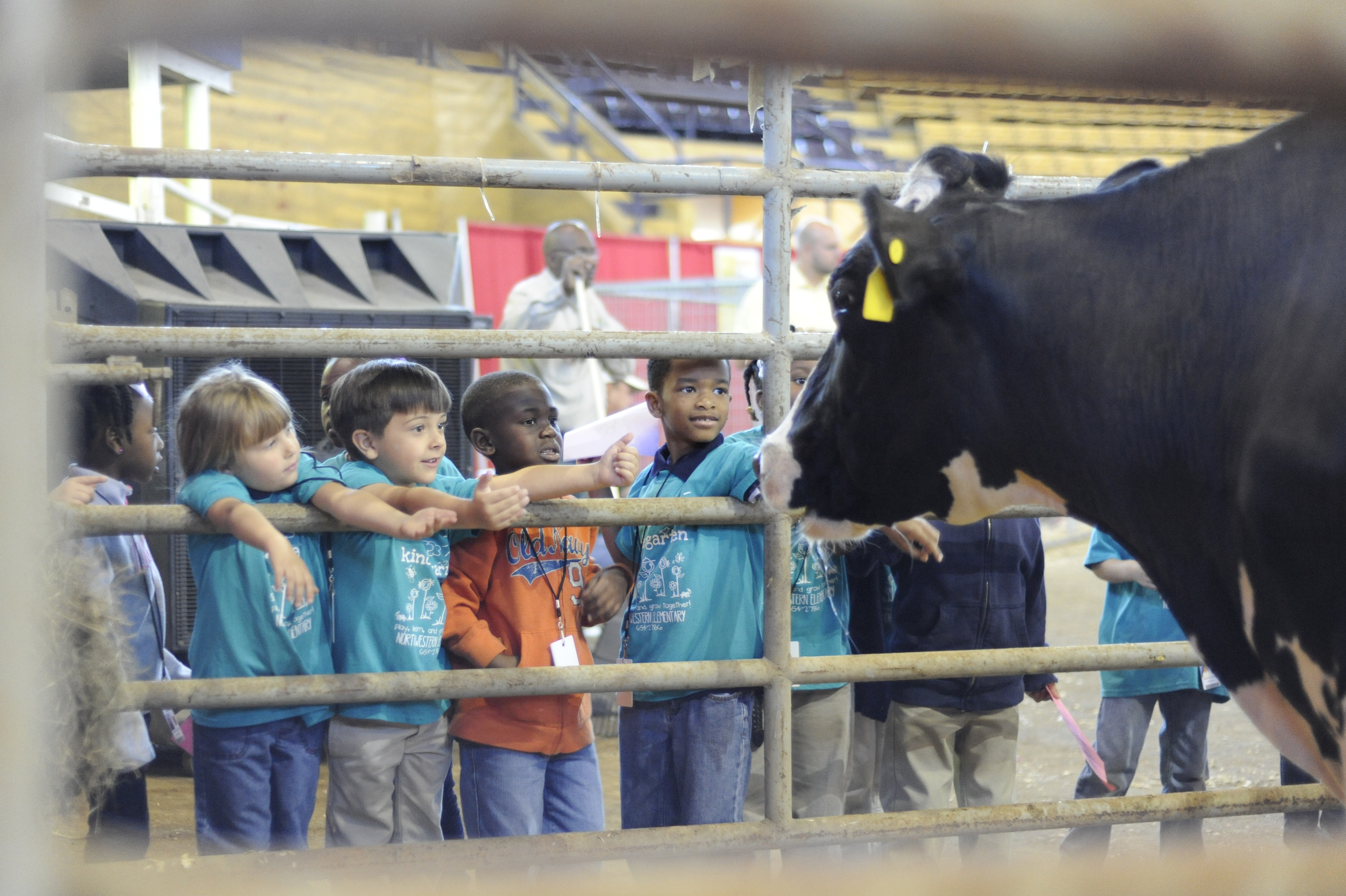 petting a cow
