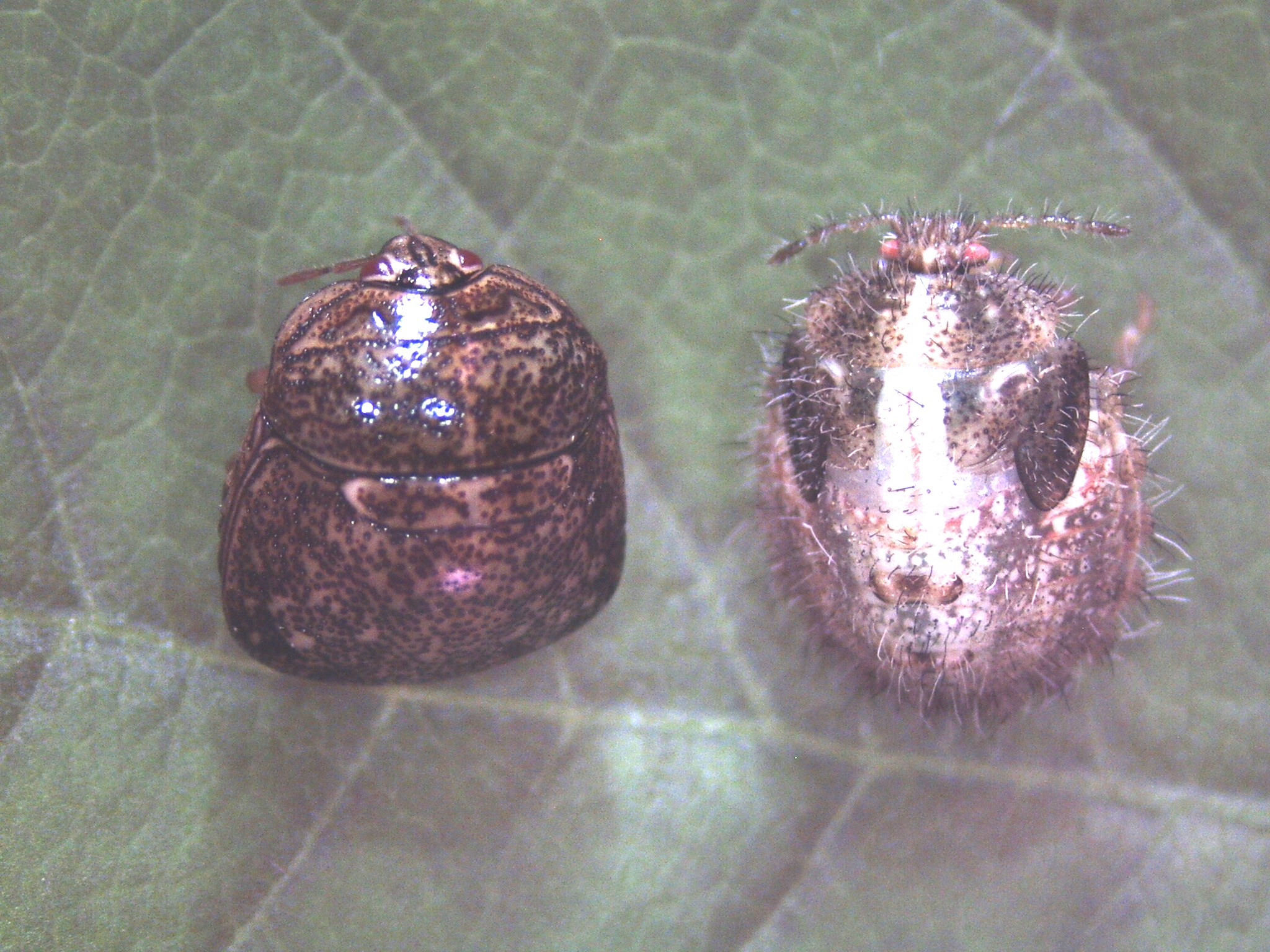 Kudzu bug continues its trek across the state